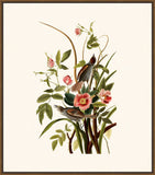 Audubon's Seaside Finch