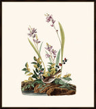 Audubon's Field Sparrow