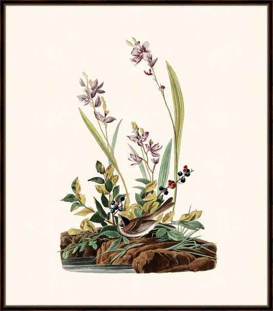 Audubon's Field Sparrow