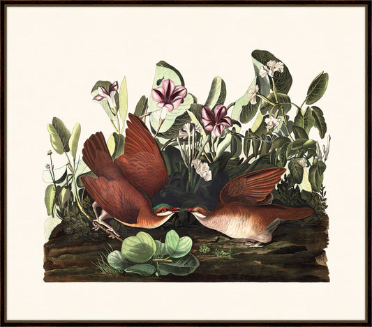 Audubon's Key West Dove