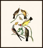 Audubon's Flycatchers