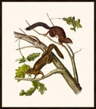 Audubon's Soft-Haired Squirrel