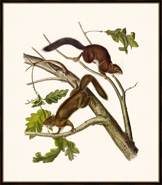 Audubon's Soft-Haired Squirrel