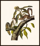 Audubon's Carolina Grey Squirrel