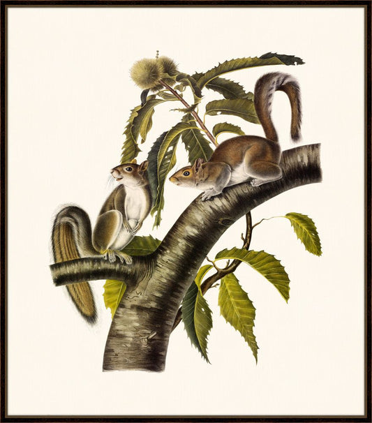 Audubon's Carolina Grey Squirrel