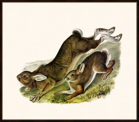 Audubon's Northern Hare