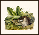 Audubon's Black-Tailed Hare