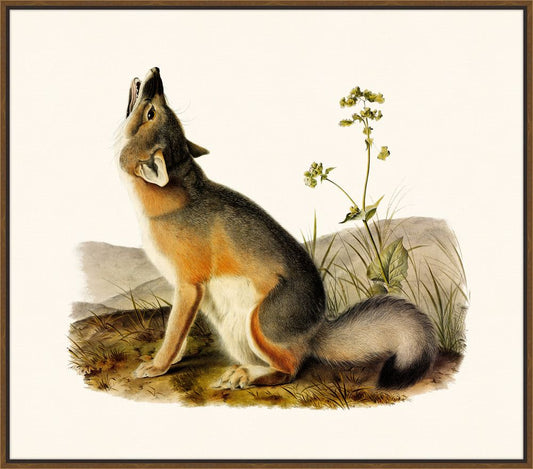 Audubon's Swift Fox