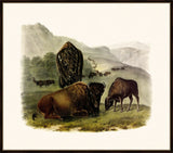 Audubon's American Bison I