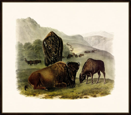Audubon's American Bison I