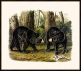 Audubon's American Black Bear