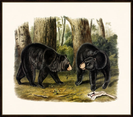 Audubon's American Black Bear