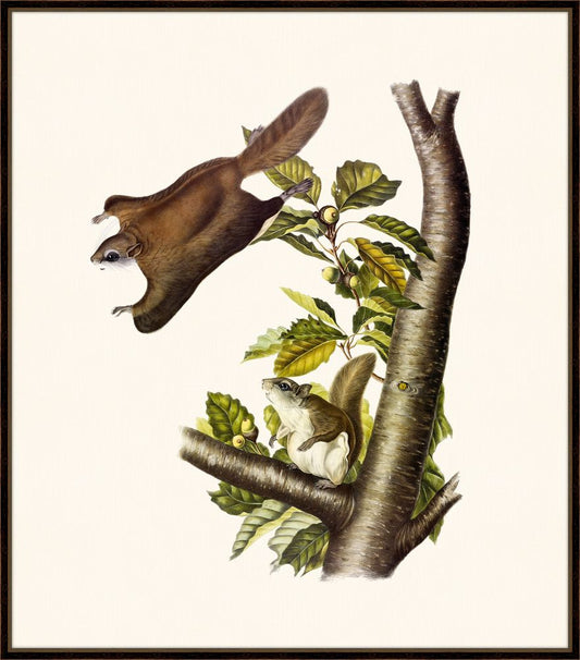 Audubon's Oregon Flying Squirrel