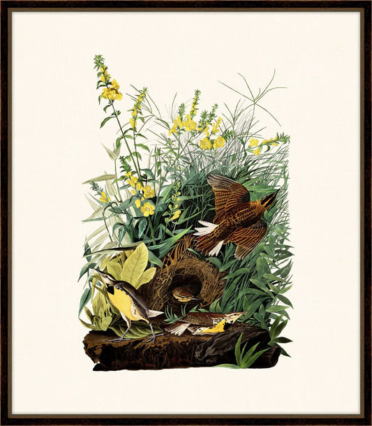 Audubon's Meadowlark II