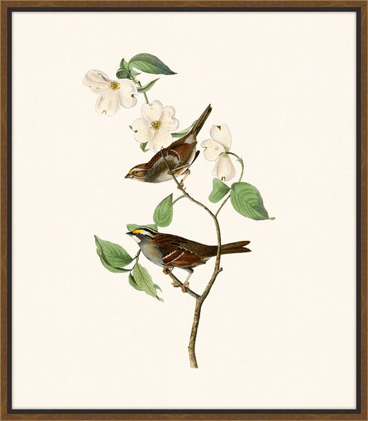 Audubon's White Throated Sparrow II