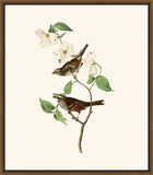 Audubon's White Throated Sparrow II