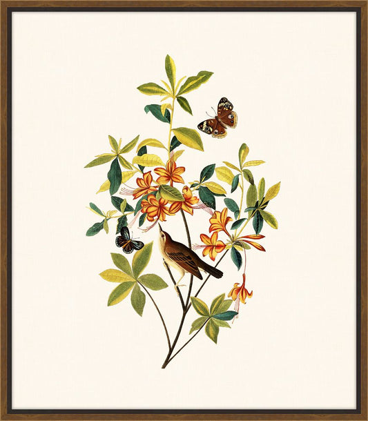 Audubon's Swainson's Warbler II