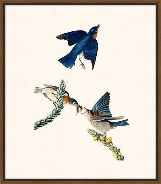 Audubon's Bluebird II