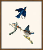 Audubon's Bluebird II