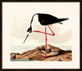 Audubon's Long-Legged Avocet II