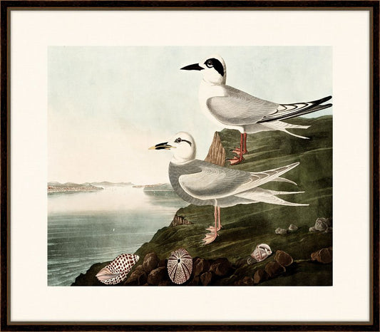 Audubon's Terns II
