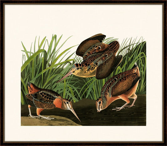 Audubon's American Woodcock II