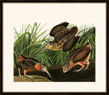 Audubon's American Woodcock II