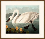 Audubon's American Swan II
