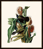 Audubon's Purple Grakle II