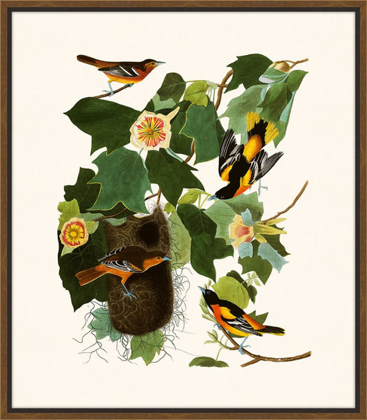 Audubon's Baltimore Oriole II