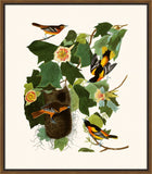 Audubon's Baltimore Oriole II