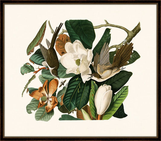 Audubon's Black-Billed Cuckoo II