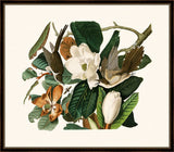 Audubon's Black-Billed Cuckoo II