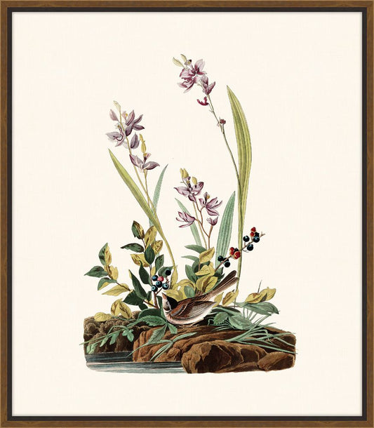 Audubon's Field Sparrow II