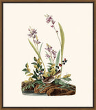 Audubon's Field Sparrow II