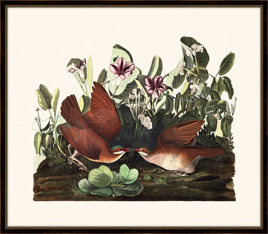 Audubon's Key West Dove II