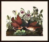 Audubon's Key West Dove II