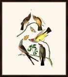 Audubon's Flycatchers II