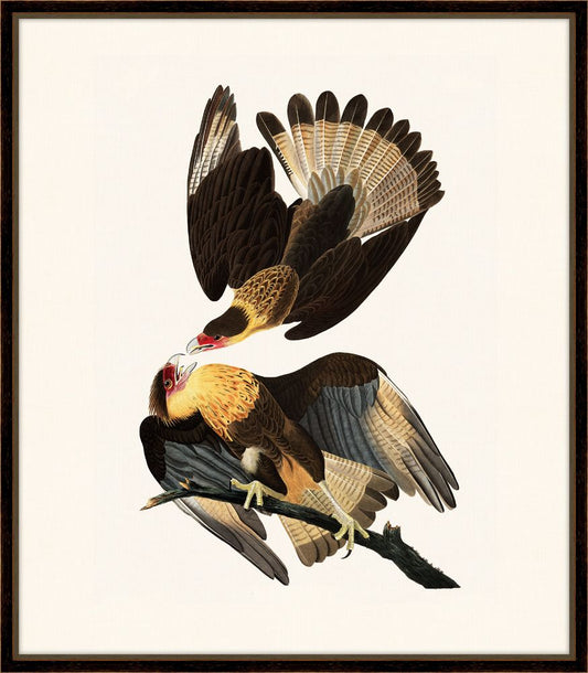 Audubon's Brasilian Caracara II