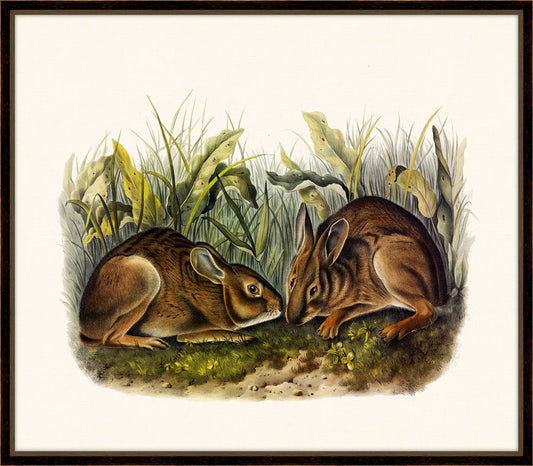 Audubon's Marsh Hare II