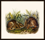 Audubon's Marsh Hare II