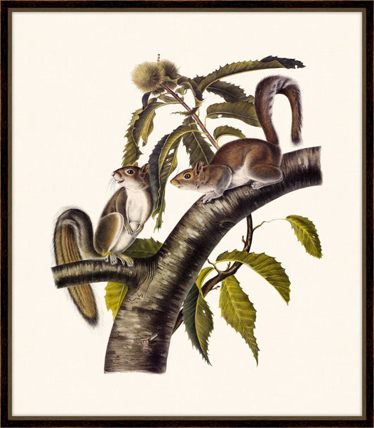 Audubon's Carolina Grey Squirrel II