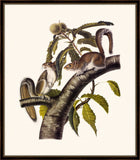 Audubon's Carolina Grey Squirrel II