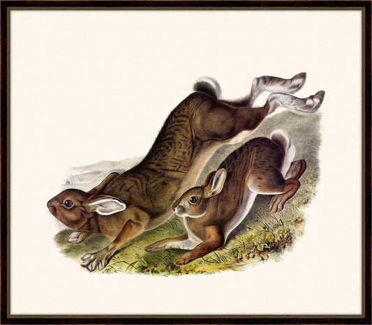 Audubon's Northern Hare II