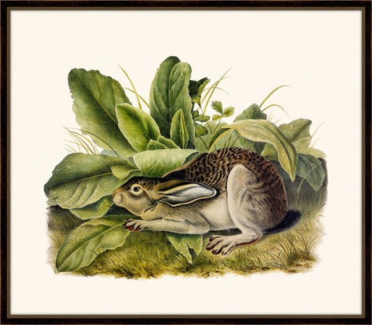 Audubon's Black-Tailed Hare II
