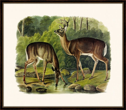 Audubon's Common Deer II