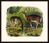 Audubon's Common Deer II