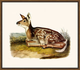 Audubon's Common American Deer II
