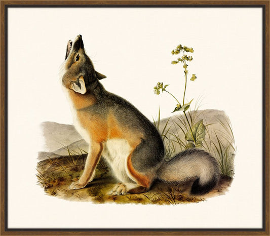 Audubon's Swift Fox II