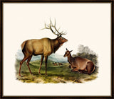 Audubon's American Elk II